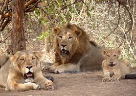 Gujarat Paradise Tour Package
